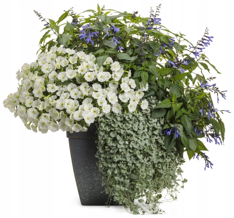 Supertunia VISTA SNOWDRIFT p7 sadzonka