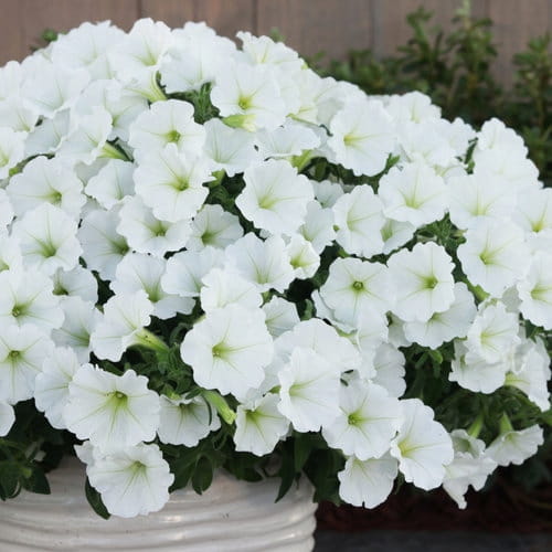 Supertunia VISTA SNOWDRIFT p7 sadzonka
