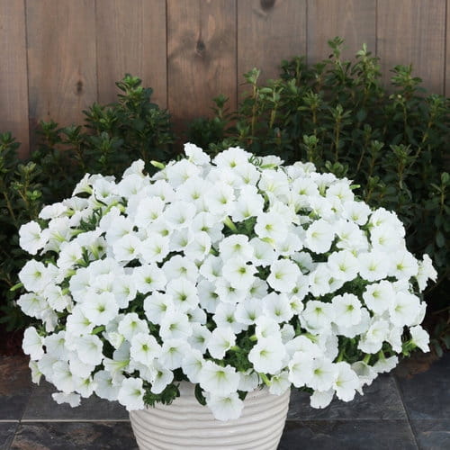 Supertunia VISTA SNOWDRIFT p7 sadzonka