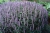 kłosowiec fenkułowy Agastache foeniculum „Celastia”