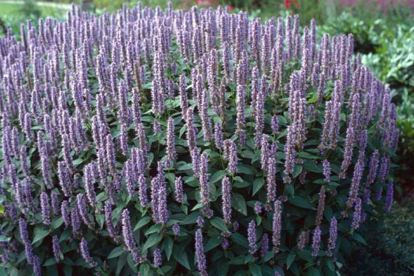 kłosowiec fenkułowy Agastache foeniculum „Celastia”