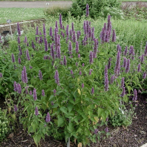 kłosowiec fenkułowy Agastache foeniculum „Celastia”