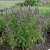 kłosowiec fenkułowy Agastache foeniculum „Celastia”