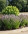 kłosowiec fenkułowy Agastache foeniculum „Celastia”
