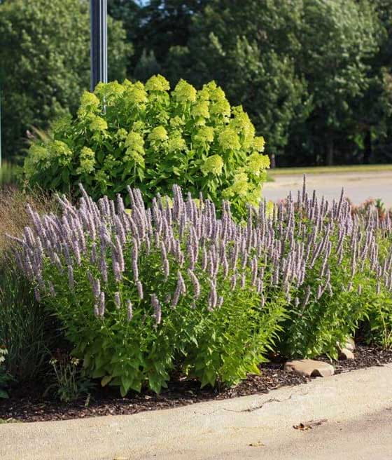 kłosowiec fenkułowy Agastache foeniculum „Celastia”