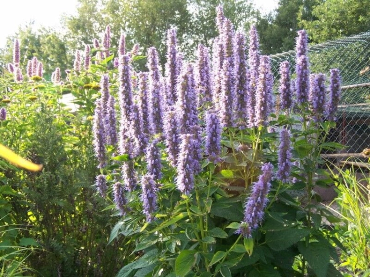 kłosowiec fenkułowy Agastache foeniculum „Celastia”