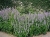 kłosowiec fenkułowy Agastache foeniculum „Celastia”