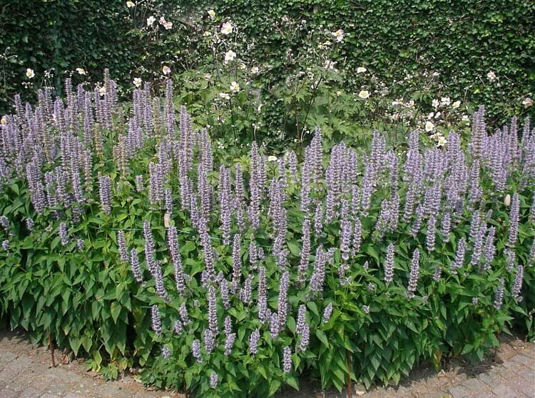 kłosowiec fenkułowy Agastache foeniculum „Celastia”