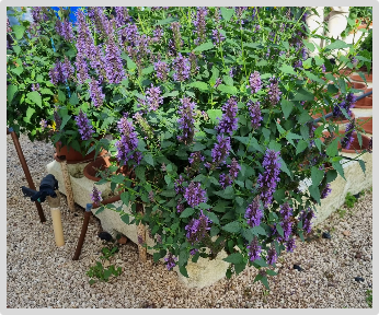 kłosowiec fenkułowy Agastache foeniculum „Celastia”