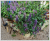 kłosowiec fenkułowy Agastache foeniculum „Celastia”
