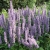 kłosowiec fenkułowy Agastache foeniculum „Celastia”