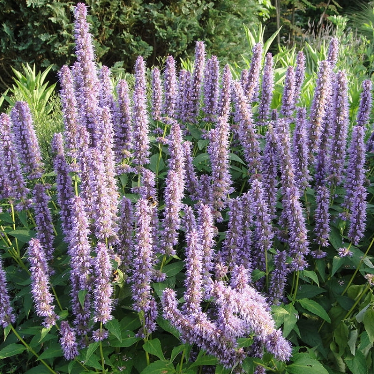 kłosowiec fenkułowy Agastache foeniculum „Celastia”