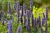 kłosowiec fenkułowy Agastache foeniculum „Celastia”