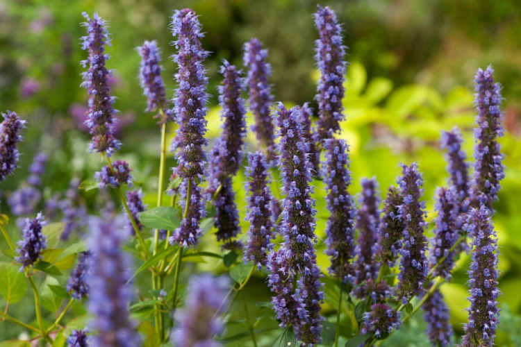 kłosowiec fenkułowy Agastache foeniculum „Celastia”