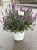 kłosowiec fenkułowy Agastache foeniculum „Celastia”