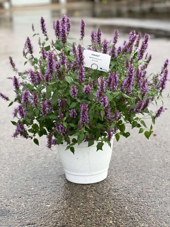 kłosowiec fenkułowy Agastache foeniculum „Celastia”