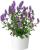 kłosowiec fenkułowy Agastache foeniculum „Celastia”