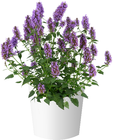 kłosowiec fenkułowy Agastache foeniculum „Celastia”