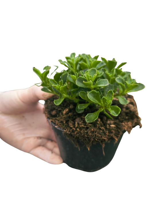 Rozchodnik Sedum 'Spot On Deep Rose'