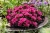 Rozchodnik Sedum 'Spot On Deep Rose'