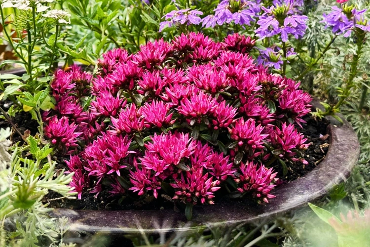 Rozchodnik Sedum 'Spot On Deep Rose'