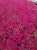 Rozchodnik Sedum 'Spot On Deep Rose'