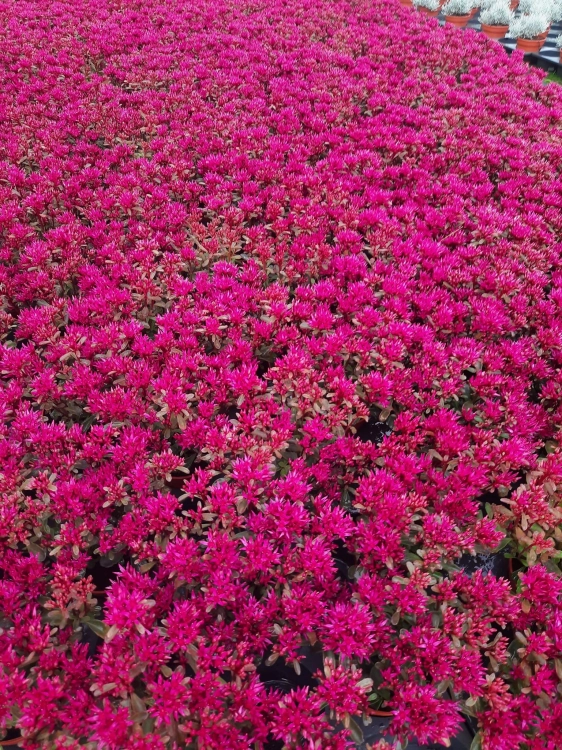 Rozchodnik Sedum 'Spot On Deep Rose'