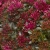 Rozchodnik Sedum 'Spot On Deep Rose'