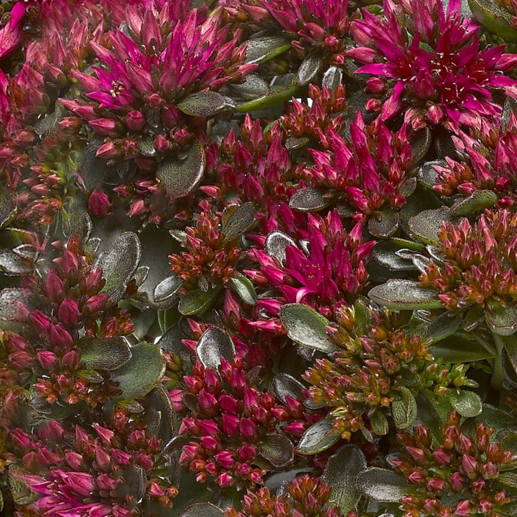 Rozchodnik Sedum 'Spot On Deep Rose'