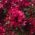 Rozchodnik Sedum 'Spot On Deep Rose'
