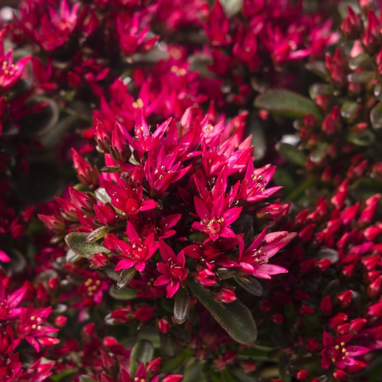 Rozchodnik Sedum 'Spot On Deep Rose'