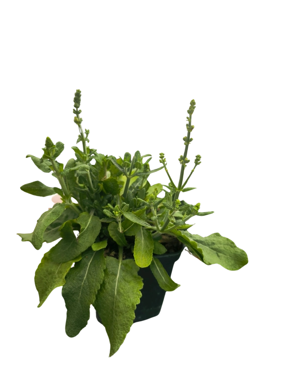 Szałwia Merlau White - BIAŁA