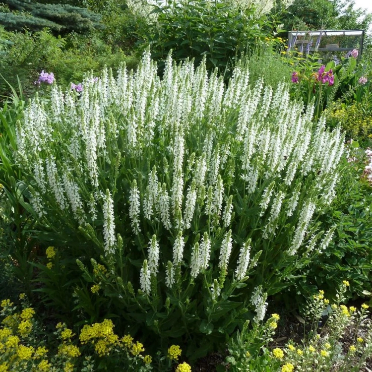 Szałwia Merlau White - BIAŁA