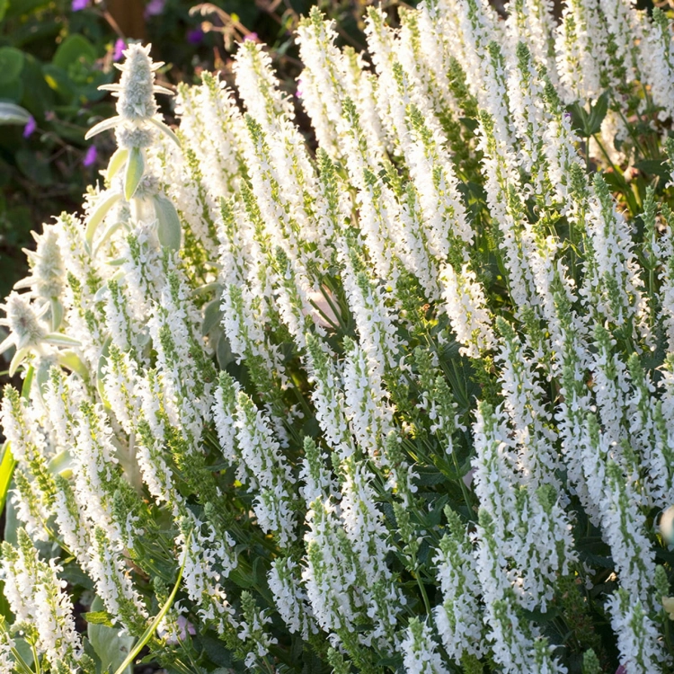 Szałwia Merlau White - BIAŁA