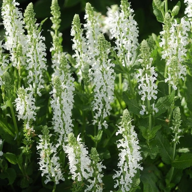 Szałwia Merlau White - BIAŁA