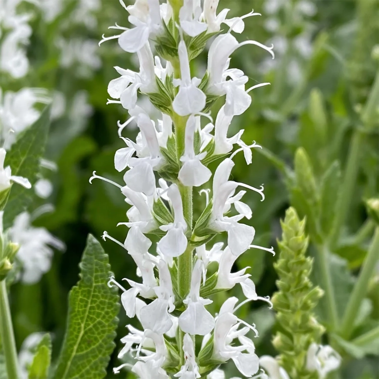 Szałwia Merlau White - BIAŁA