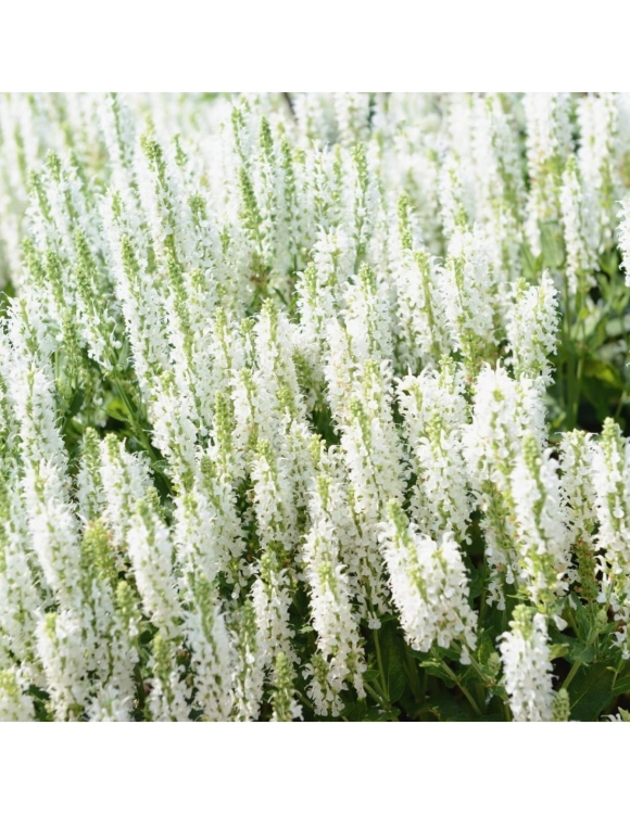 Szałwia Merlau White - BIAŁA
