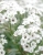 Gipsówka Festival White