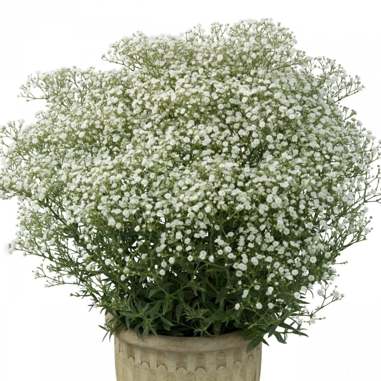 Gipsówka Festival White