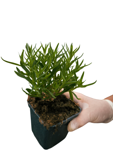 Gipsówka wieloletnia PINK LADY
