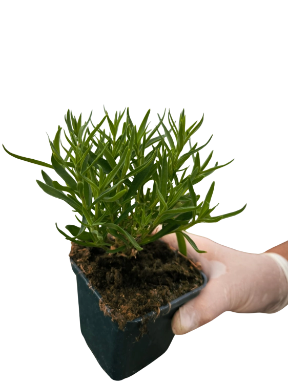 Gipsówka wieloletnia PINK LADY
