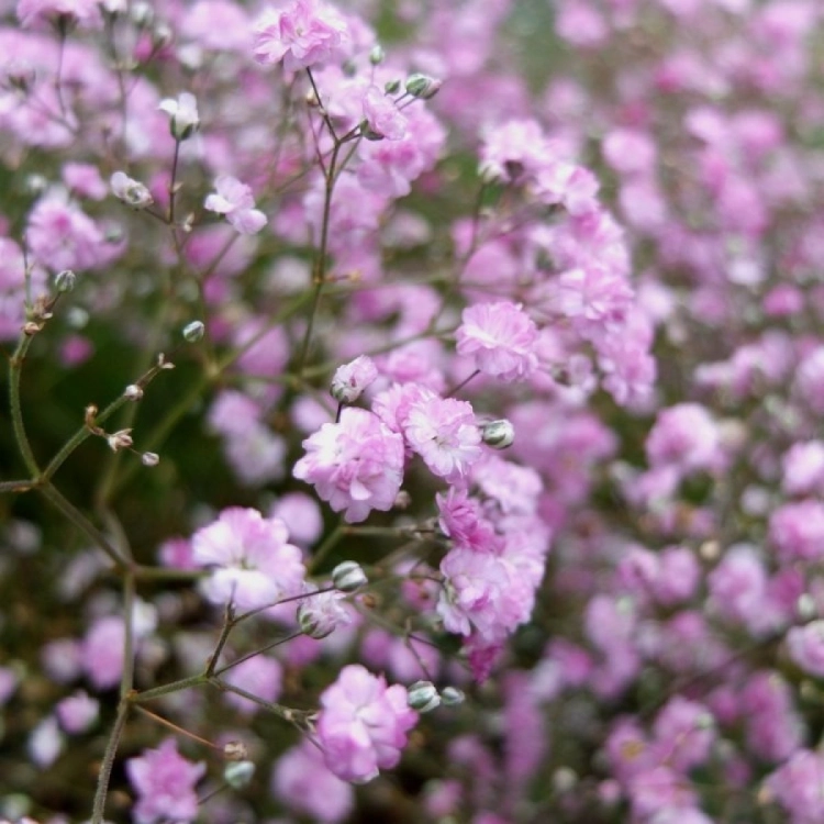 Gipsówka wieloletnia PINK LADY