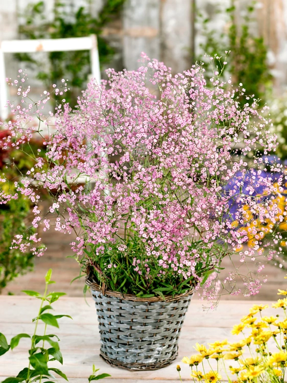 Gipsówka wieloletnia PINK LADY