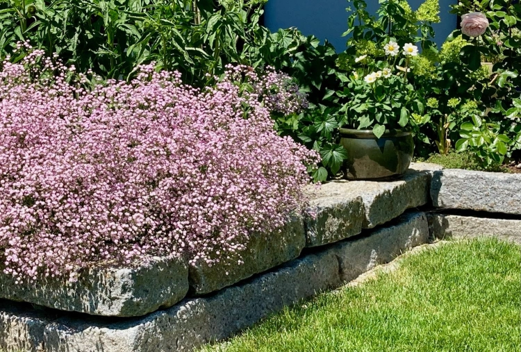 Gipsówka wieloletnia PINK LADY