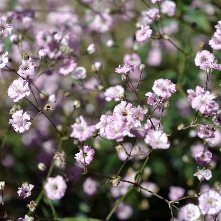 Gipsówka wieloletnia PINK LADY