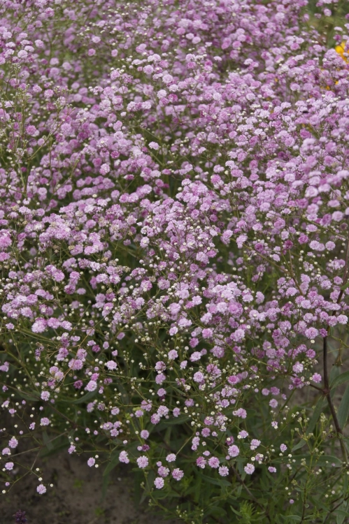 Gipsówka wieloletnia PINK LADY