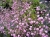 Gipsówka wieloletnia PINK LADY
