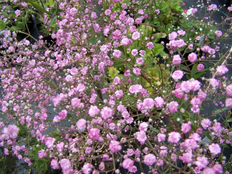 Gipsówka wieloletnia PINK LADY
