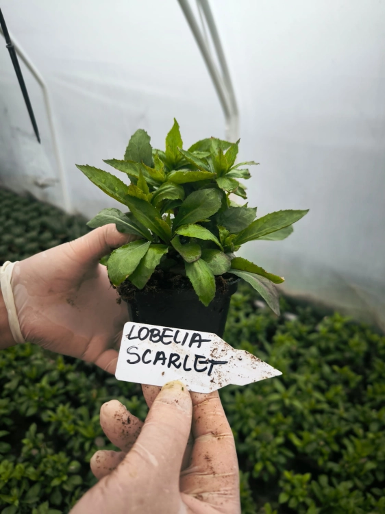 Lobelia wieloletnia scarlet
