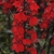 Lobelia wieloletnia scarlet